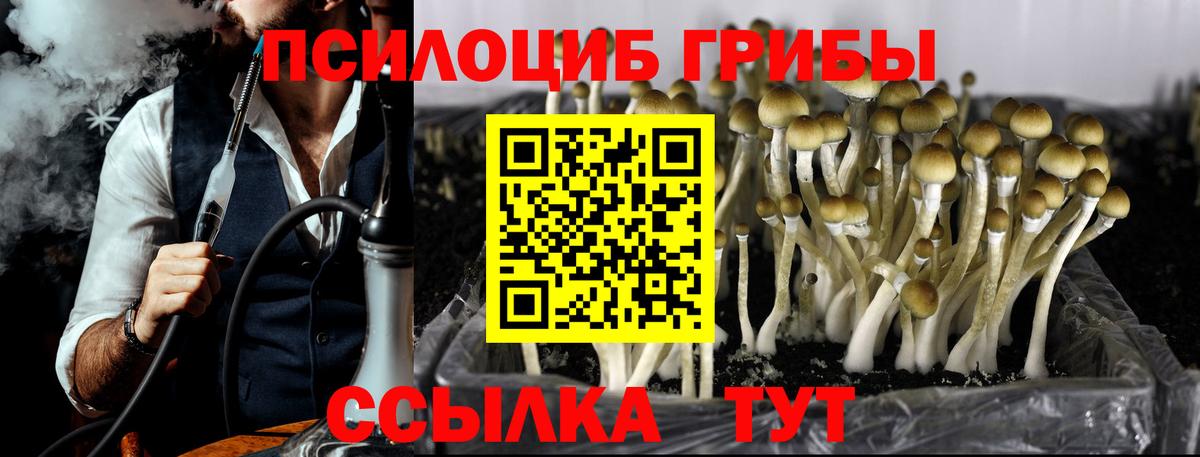 Галлюциногенные грибы Psilocybine cubensis Камышин